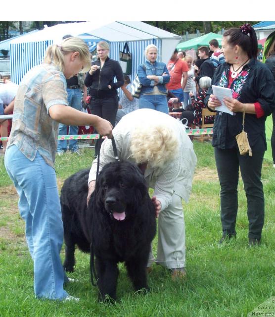 Фото: ньюфаундленд Lihoy Kazak (Лихой Казак)