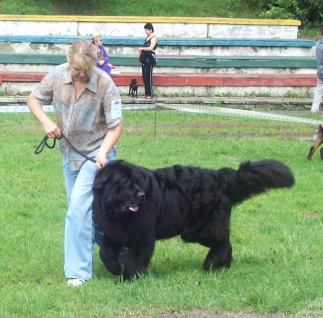 Фото: ньюфаундленд Lihoy Kazak (Лихой Казак)
