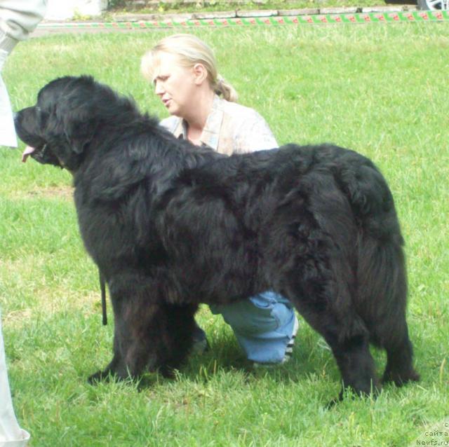 Фото: ньюфаундленд Lihoy Kazak (Лихой Казак)