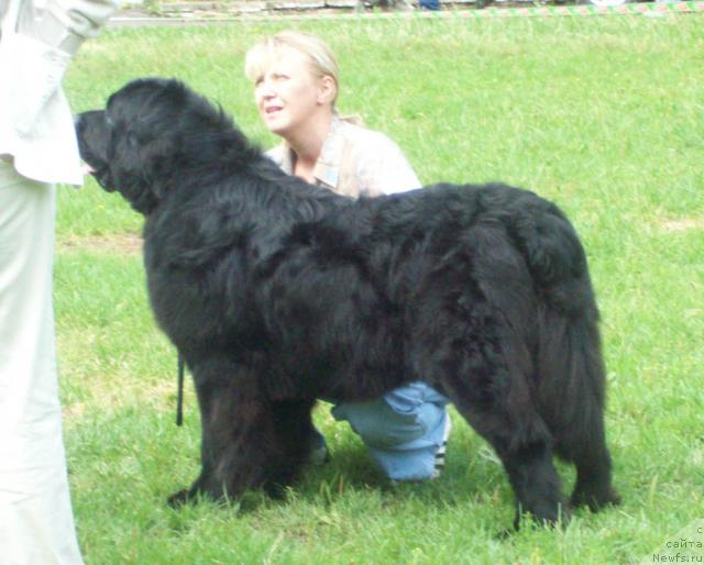 Фото: ньюфаундленд Lihoy Kazak (Лихой Казак)