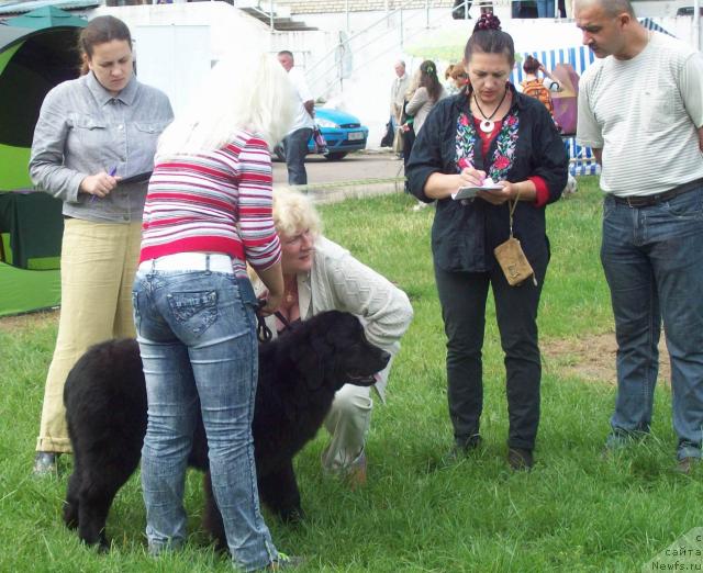 Фото: ньюфаундленд Osennyaya Eseniya (Осенняя Есения), Anna Portnyakova (Анна Портнякова)