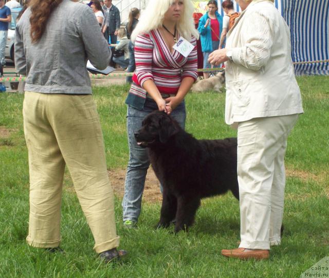 Фото: ньюфаундленд Osennyaya Eseniya (Осенняя Есения), Anna Portnyakova (Анна Портнякова)