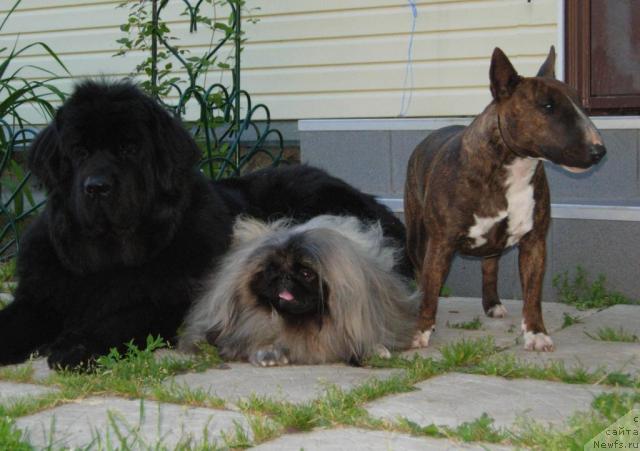 Фото: ньюфаундленд Skippers Only You for Smigar, Веник, Прада