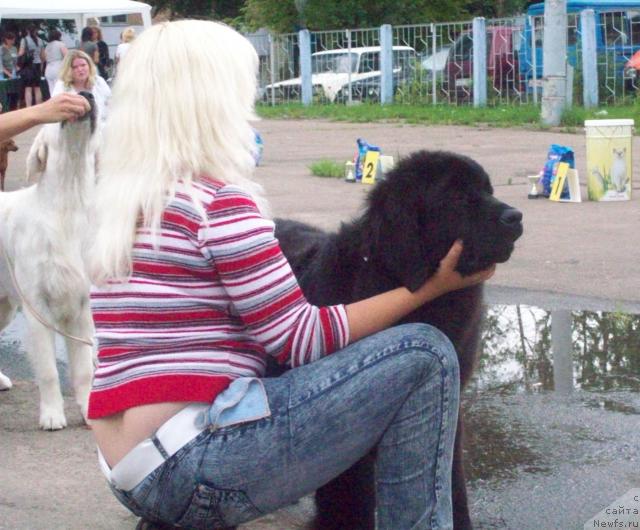 Фото: ньюфаундленд Osennyaya Eseniya (Осенняя Есения), Anna Portnyakova (Анна Портнякова)