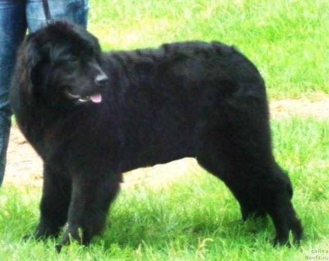 Фото: ньюфаундленд Osennyaya Eseniya (Осенняя Есения)