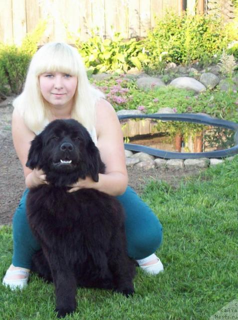 Фото: ньюфаундленд Osennyaya Eseniya (Осенняя Есения), Mariya Portnyakova (Мария Портнякова)