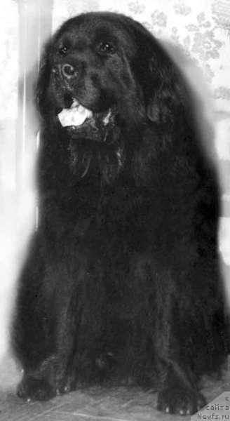 Фото: ньюфаундленд Bars (Барс)