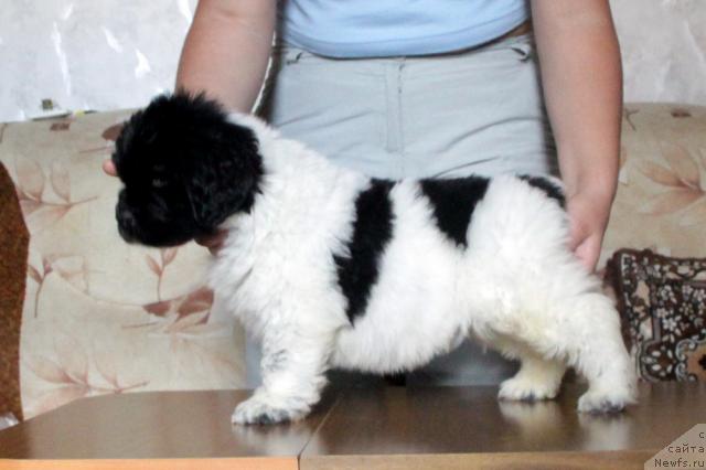 Фото: ньюфаундленд Akvian Song Zippi Panda (Аквиан Сонг Зиппи Панда)