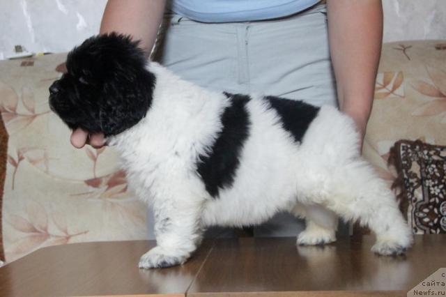 Фото: ньюфаундленд Akvian Song Zippi Panda (Аквиан Сонг Зиппи Панда)