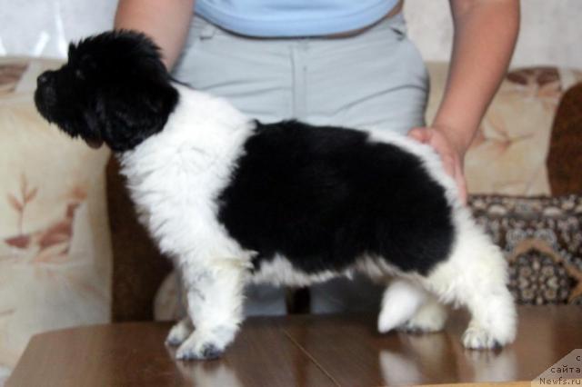 Фото: ньюфаундленд Akvian Song Zest Beautiful (Аквиан Сонг Зест Бьютифул)