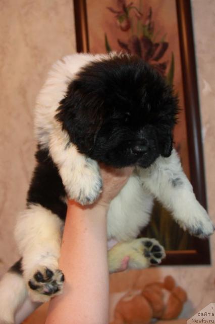 Фото: ньюфаундленд Akvian Song Zest Beautiful (Аквиан Сонг Зест Бьютифул)