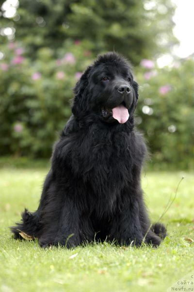 Фото: ньюфаундленд Borghojs Sweet Sascha, YAna Nifontova (Яна Нифонтова)