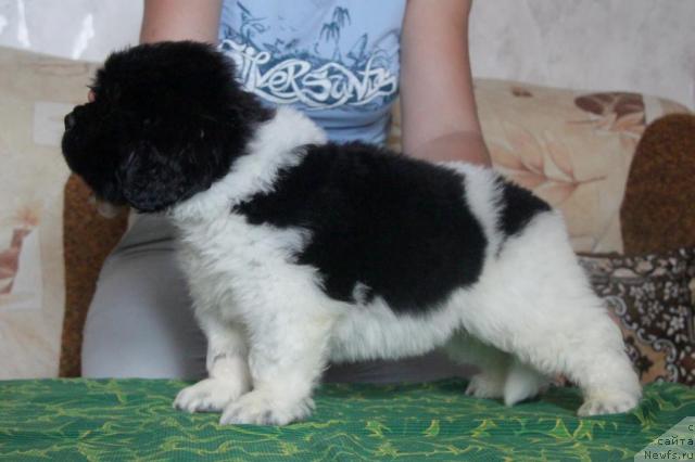 Фото: ньюфаундленд Akvian Song Zes Trib'yut tu Feshen (Аквиан Сонг Зес Трибьют ту Фешен)