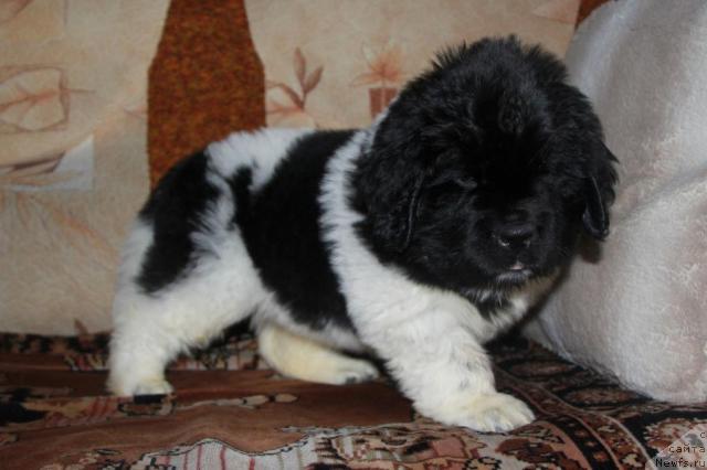 Фото: ньюфаундленд Akvian Song Zes Trib'yut tu Feshen (Аквиан Сонг Зес Трибьют ту Фешен)