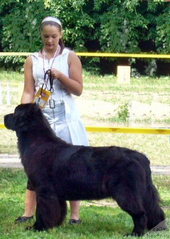 Фото: ньюфаундленд Aquatoriya Kelvin Golden Spirit (Акватория Келвин Голден Спирит), Mariya SHatilova (Мария Шатилова)