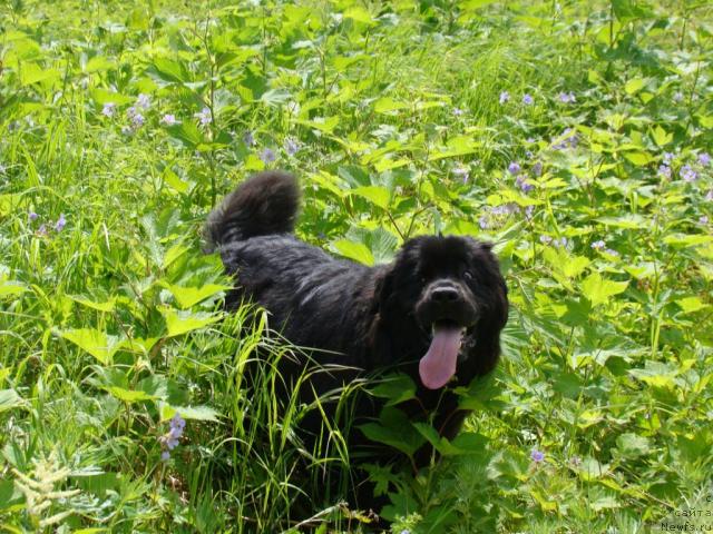 Фото: ньюфаундленд Sent Djons Tender Kiss of Elly (Сент Джонс Тендер Кисс оф Элли)