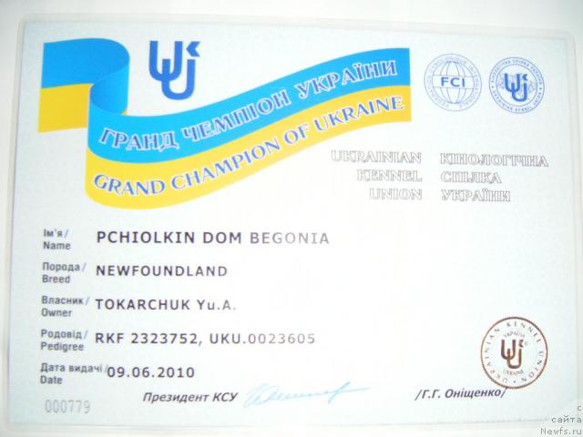 Фото: ньюфаундленд Pchiolkin Dom Begonia (Пчёлкин Дом Бегония)