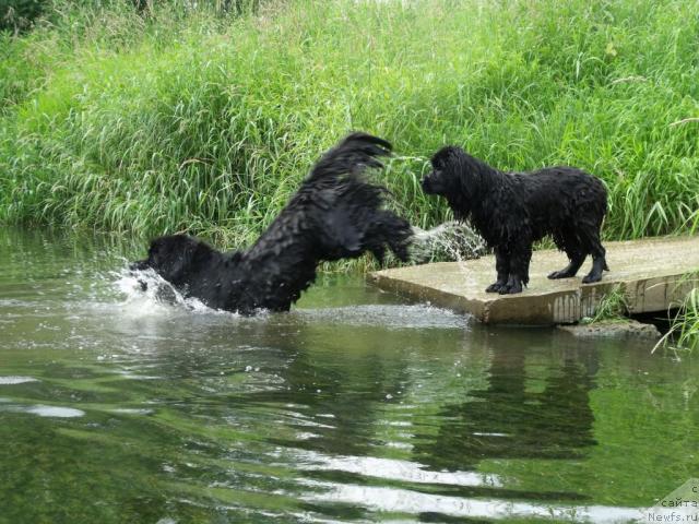 Фото: ньюфаундленд Toptyijka Siyanie ot Aysberga (Топтыжка Сияние от Айсберга), ньюфаундленд Grand Byebi Ariadna (Гранд Бэби Ариадна)