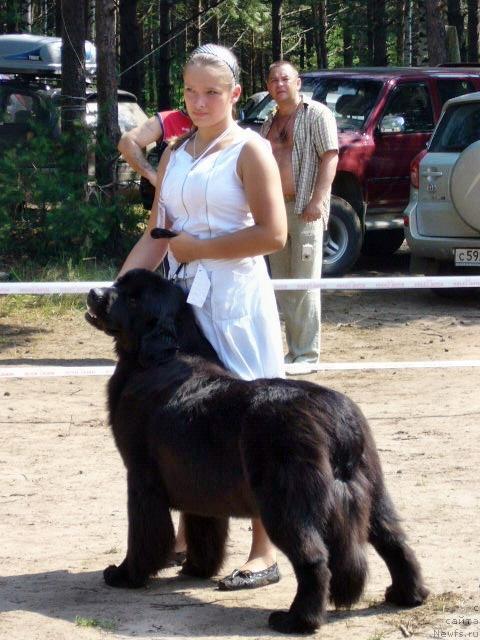 Фото: ньюфаундленд Aquatoriya Kelvin Golden Spirit (Акватория Келвин Голден Спирит), Mariya SHatilova (Мария Шатилова)