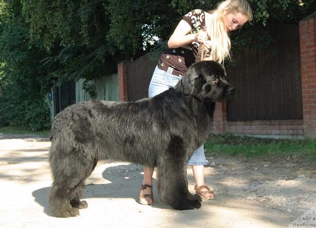 Фото: ньюфаундленд Mag Ispolin Kopperfil'd (Маг Исполин Копперфильд), Aleksandra Kanunnikova (Александра Канунникова)