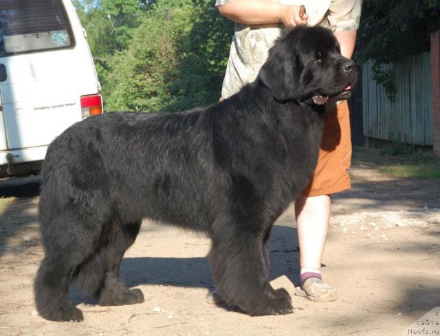 Фото: ньюфаундленд Mag Ispolin Kopperfil'd (Маг Исполин Копперфильд)