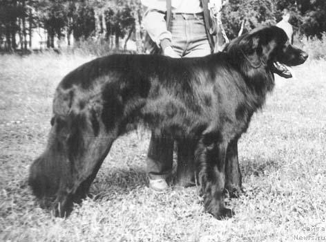 Фото: ньюфаундленд Omar von der Bernhardshohe