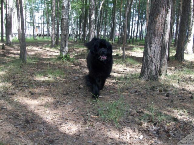 Фото: ньюфаундленд Yarada iz Sibirskoy Glubinki (Ярада из Сибирской Глубинки)