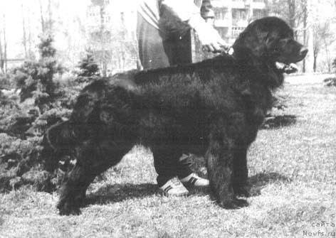 Фото: ньюфаундленд YAson Tedyen (Ясон Тедэн)