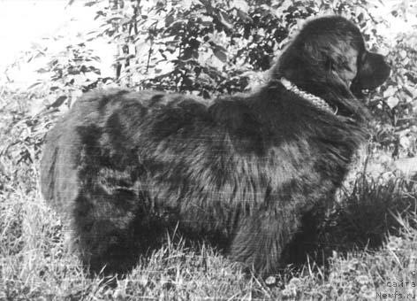 Фото: ньюфаундленд Ejevika Ryechell CHayld (Ежевика Рэчелл Чайлд)