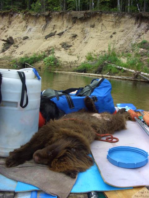 Фото: ньюфаундленд Barhatka Roskoshnaya (Бархатка Роскошная)