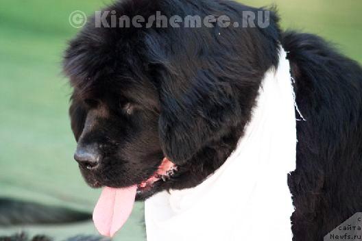 Фотография № 45398