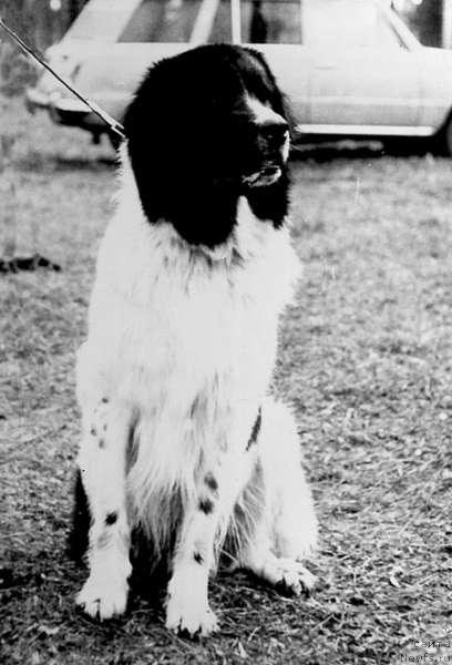 Фото: ньюфаундленд Djip (Джип)