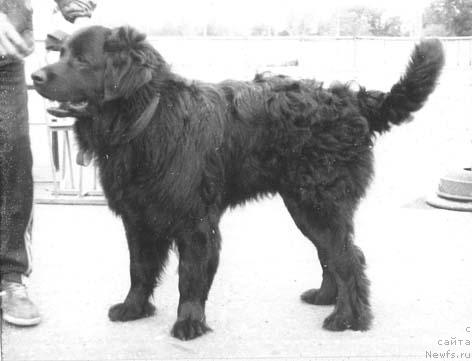 Фото: ньюфаундленд Oven Mollidyen (Овен Моллидэн)