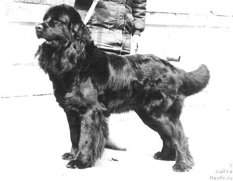 Фото: ньюфаундленд Hyerri Hard De SHeg (Хэрри Хард Де Шег)