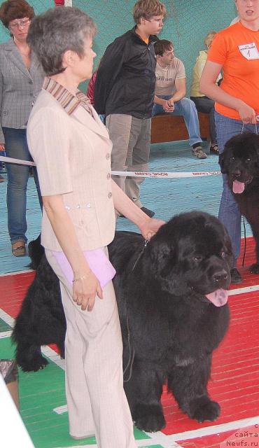 Фото: ньюфаундленд Tsarskiy Roman iz Medvejyego Yara (Царский Роман из Медвежьего Яра), Elena Kropotova (Елена Кропотова)