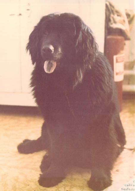 Фото: ньюфаундленд Peppi Himbi (Пеппи Химби)