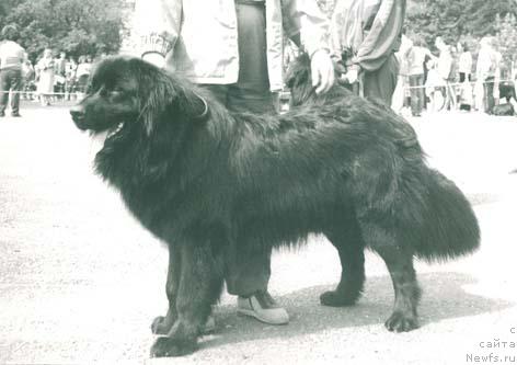 Фото: ньюфаундленд Rio Grand Janess (Рио Гранд Жанесс)