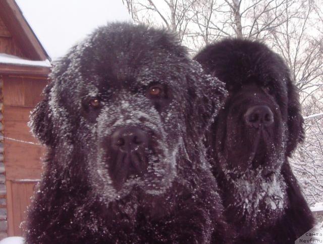 Фото: ньюфаундленд Bjornebandens Nancy Wilson, ньюфаундленд Bjornebandens Richardo Dot Com