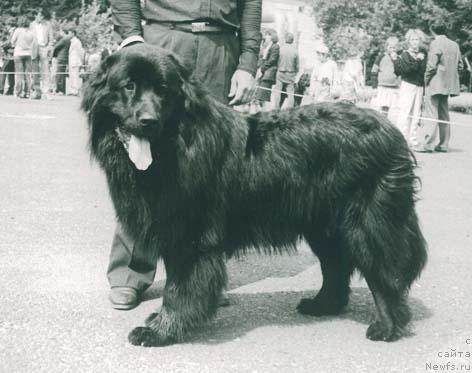 Фото: ньюфаундленд Admiral Aldart (Адмирал Алдарт)