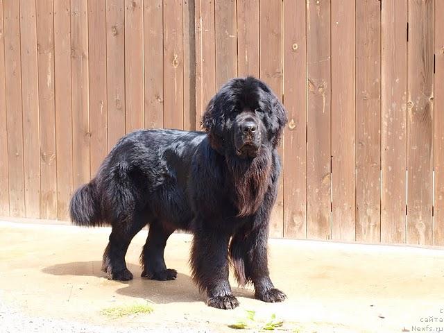 Фото: ньюфаундленд Dar Svezy Aydana s Izuminkoy (Дар Свезы Айдана с Изюминкой)