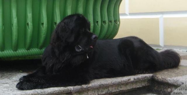 Фото: ньюфаундленд Dar Svezy Aydana s Izuminkoy (Дар Свезы Айдана с Изюминкой)