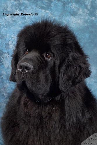 Фото: ньюфаундленд Bjornebandens Saint Louis Blue