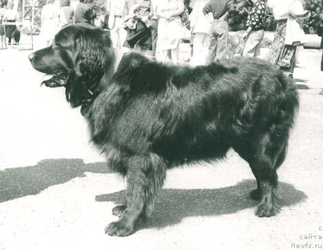 Фото: ньюфаундленд Omega Mollidyen (Омега Моллидэн)
