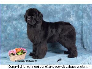 Фото: Bjornebandens Saint Louis Blue