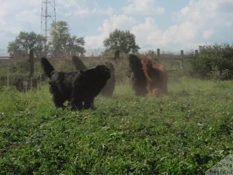 Фото: собаки питомника, Irina Panyushkina (Ирина Панюшкина)