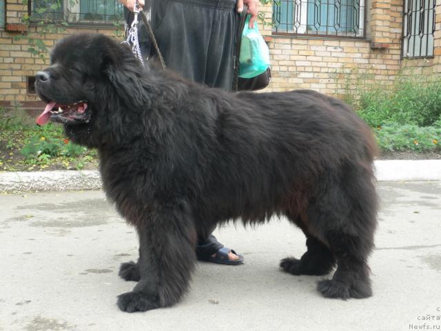 Фото: ньюфаундленд Super Premium Ameliya YEkshen (Супер Премиум Амелия Экшен)