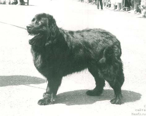 Фото: ньюфаундленд Pallada Him YEss (Паллада Хим Эсс)