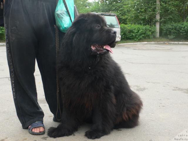 Фото: ньюфаундленд Super Premium Ameliya YEkshen (Супер Премиум Амелия Экшен)