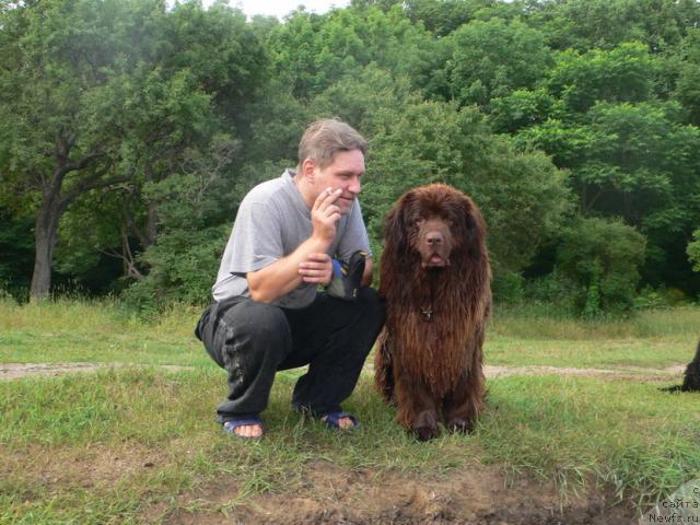 Фото: ньюфаундленд Arkadiya Vivat Arbona (Аркадия Виват Арбона)