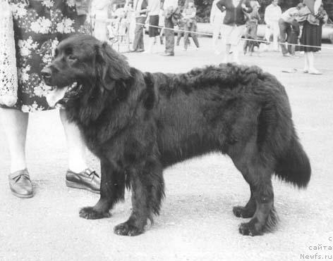 Фото: ньюфаундленд O'Zlata Mollidyen (О'Злата Моллидэн)